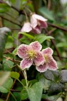 Clematis 'Freckles'