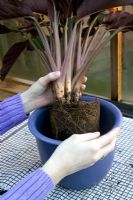 Repotting a houseplant into new pot (Calathea crocata)