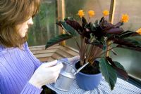 Repotting a houseplant - watering newly repotted plant (Calathea crocata)