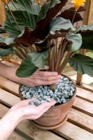 Repotting a houseplant - topping off compost with stone chips (Calathea crocata)