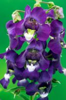 Angelonia carita series 'Purple'