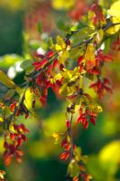 Berberis vulgaris with berries in Autumn