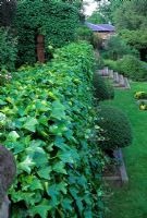 Terrace wall covered with Hedera - Ivy