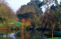 Winter lake with colourful shrubs like Cornus 'Midwinter Fire' at Benington Lordship Garden