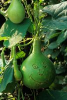 Climbing squash decorated with funny faces for children