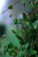 Hedera arnica 'Pico' - Ivy