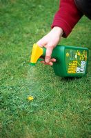 Spot treating lawn weeds with ready to use weed killer trigger spray