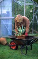 Woman moving tender plants into frost free greenhouse for winter
