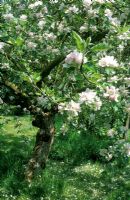 Malus domestica 'Holstein' in blossom, May