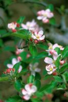 Malus domestica 'Greensleeves' with Spring blossom