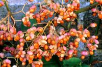 Euonymus fortunei 'Coloratus' with fruits in Autumn