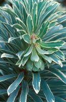Euphorbia characias 'Silver Swan' syn 'Wilcott'