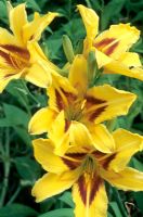 Hemerocallis 'Bonanza' - Day Lilies