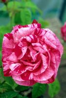 Rosa mundi syn gallica 'Versicolor'