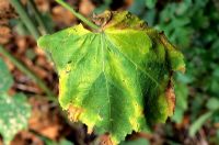 Rust on Alcea rosea - Hollyhock Leaf