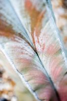 Astrophytum myriostigma - extreme closeup of wolley scales