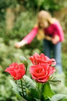 Red Roses in a vase with girl gardening in background