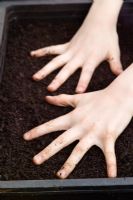 Hands levelling compost in seed tray