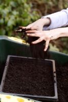 Putting compost into seed tray