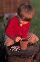 Young boy sowing Helianthus - Sunflower seeds in terracotta pot, April 