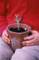Young boy holding a terracotta pot with a single Helianthus - Sunflower seedling