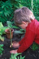 Young boy planting and firming in young Helianthus - Sunflower plant which he has grown from seed, May 