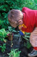 Young boy watering Helianthus - Sunflower plant which he has just planted, May 