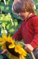 Young boy holding a freshly cut Helianthus - Sunflower which he has grown from seed, September 