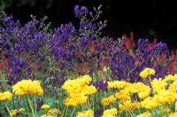 Aconitum 'Sparks Variety' with Heliopsis helianthoides 'Incomparabilis'  