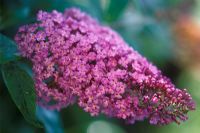 Buddleja davidii 'Pink Delight' - Butterfly Bush 