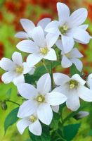 Campanula lactiflora 'Avalanche' - Bellflower  