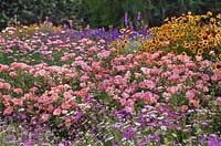 Summer border with Clarkia 'Mrs. Sybil Sherwood', Brachyscombe 'Summer Skies' and  Coreopsis 'Special Mixture' at RHS Wisley in Surrey