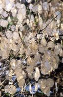 Lunaria annua - Honesty seed heads