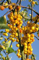Malus 'Butterball' - Crab Apples 