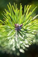 Pinus sylvestris - Scotch Pine