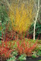 Winter border with Cornus alba 'Sibirica' and Salix vitellina underplanted with Galanthus 'Atkinsii' - Snowdrops at Rosemoor Gardens, Devon
