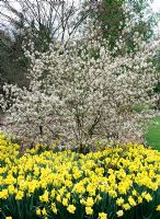 Amelanchier canadensis - underplanted with Narcissus 'St Patricks Day'