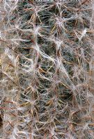 Oreocereus trolly - Cactus 