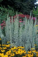 Artemisia ludoriciana 'Silver Queen' - White Sage 