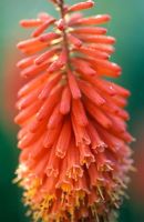 Kniphofia 'Coral Flame' - Torch Lily 