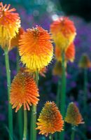 Kniphofia rooperi - Torch Lily 