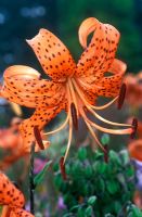 Lilium lancifolium - Lily  