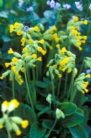 Primula  veris - Cowslip backed by Pulmonaria 'Mrs Kittle' 