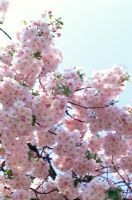 Prunus 'Pink Perfection' - Flowering Cherry Tree in April  