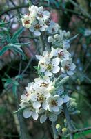 Pyrus salicifolia 'Pendula' - Weeping Pear Tree with blossom in April  