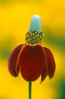 Ratibida columnifera 'Red Midget' syn  Rudbeckia columnifera - Mexican Hat 