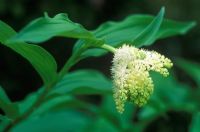 Smilacina racemosa syn Maiathemum racemosum - False Spikenard  