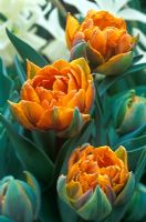 Tulipa 'Orange Princess' - Tulip 