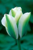Tulipa 'Spring Green' - Tulip 