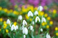 Galanthus - Snowdrops with Eranthis - Winter Aconites and Cyclamens at Colesbourne in Gloucestershire